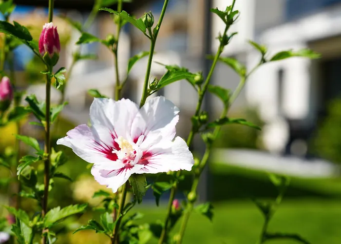 Daire 101-freiburg *