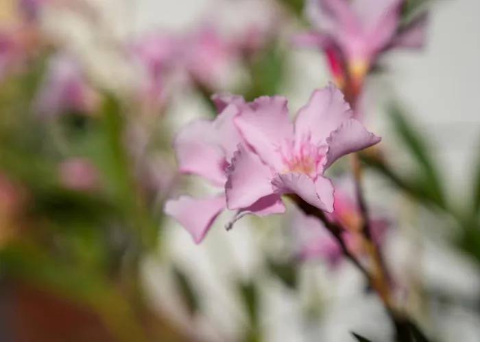 101-freiburg * Friburgo in Brisgovia